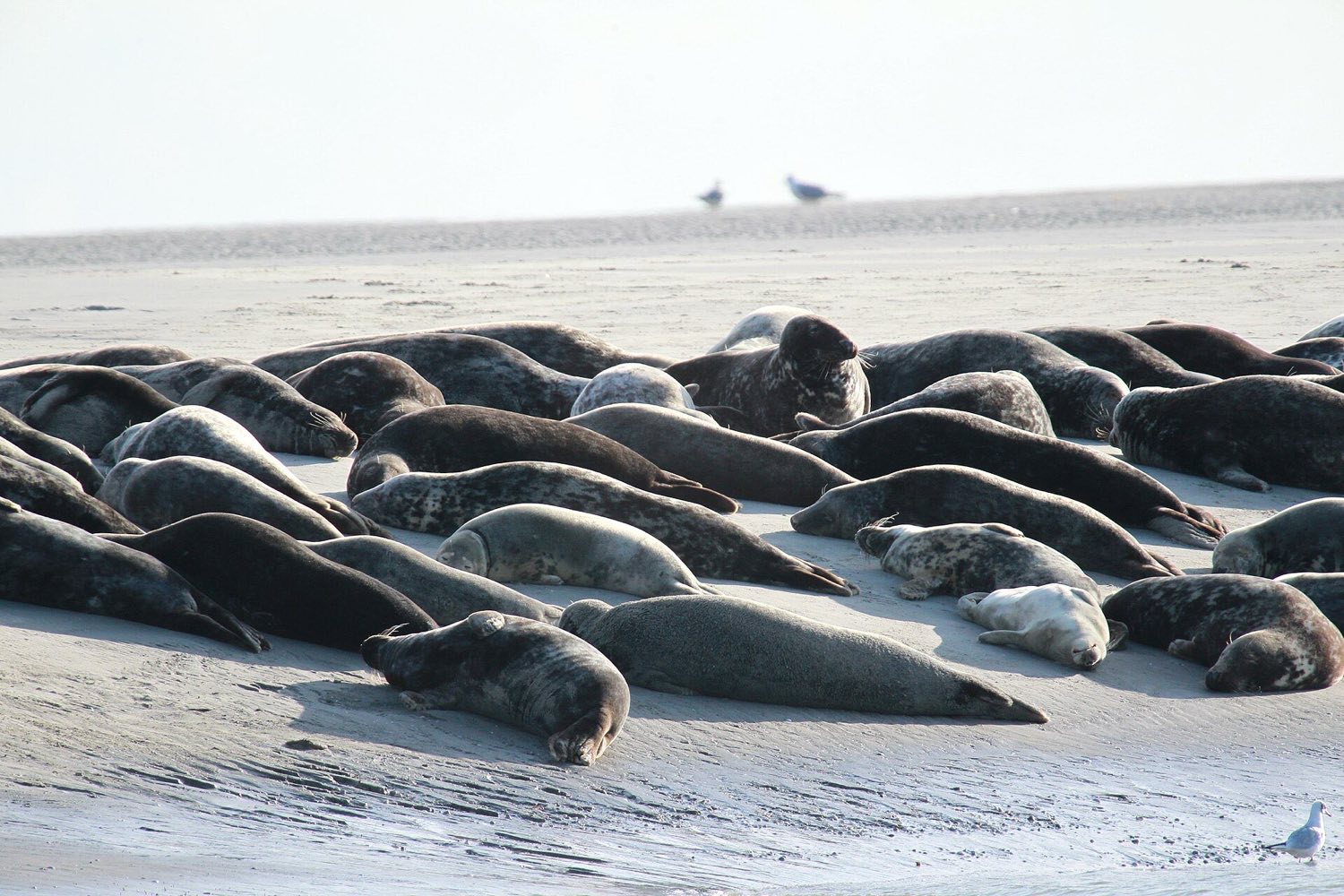 Phoques veaux-marins sur un banc de sable
